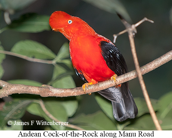 Andean Cock-of-the-rock - © James F Wittenberger and Exotic Birding LLC