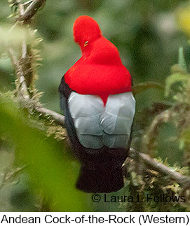 Andean Cock-of-the-rock - © Laura L Fellows and Exotic Birding LLC