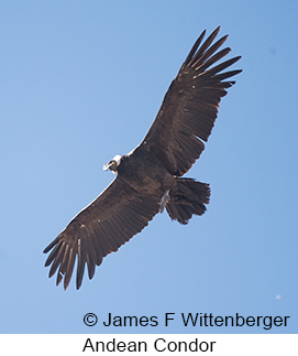 Andean Condor - © James F Wittenberger and Exotic Birding LLC