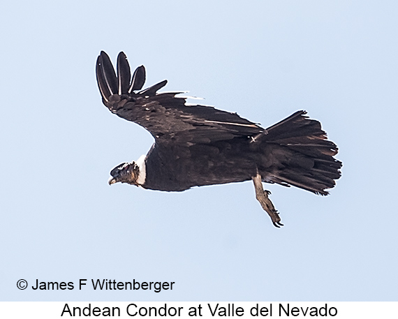 Andean Condor - © James F Wittenberger and Exotic Birding LLC