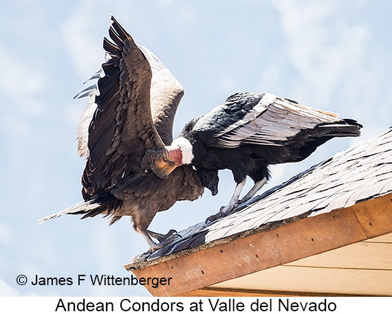 Andean Condor - © James F Wittenberger and Exotic Birding LLC