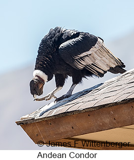 Andean Condor - © James F Wittenberger and Exotic Birding LLC