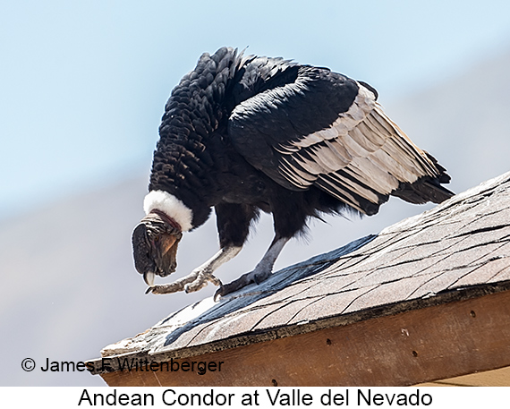 Andean Condor - © James F Wittenberger and Exotic Birding LLC