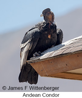 Andean Condor - © James F Wittenberger and Exotic Birding LLC