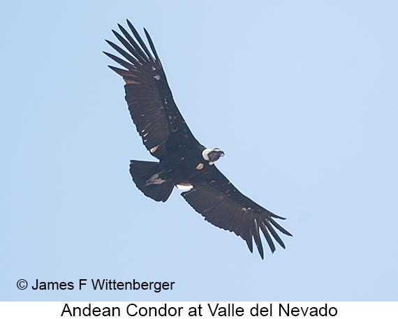 Andean Condor - © James F Wittenberger and Exotic Birding LLC