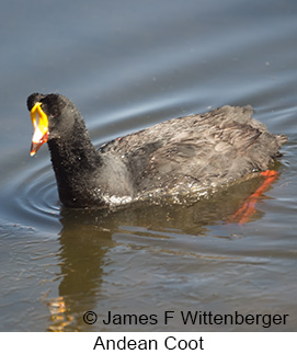 Slate-colored Coot - © James F Wittenberger and Exotic Birding LLC