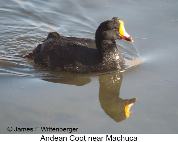 Slate-colored Coot - © James F Wittenberger and Exotic Birding LLC