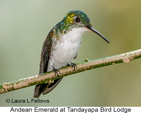 Andean Emerald - © James F Wittenberger and Exotic Birding LLC