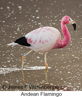 Andean Flamingo - © James F Wittenberger and Exotic Birding LLC