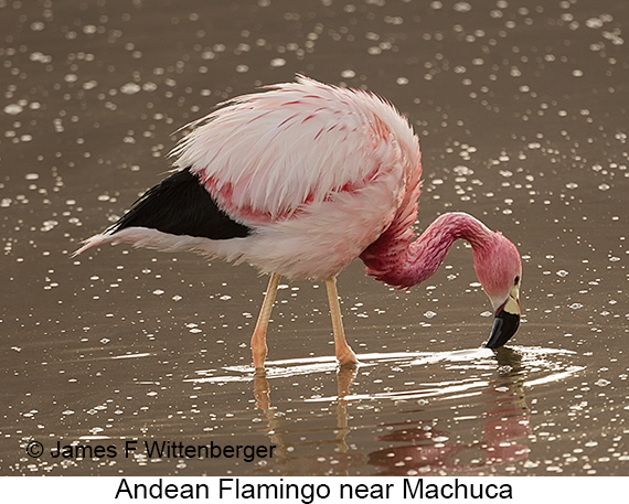 Andean Flamingo - © James F Wittenberger and Exotic Birding LLC