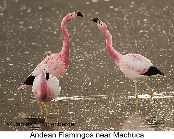 Andean Flamingo - © James F Wittenberger and Exotic Birding LLC