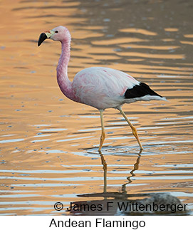 Andean Flamingo - © James F Wittenberger and Exotic Birding LLC