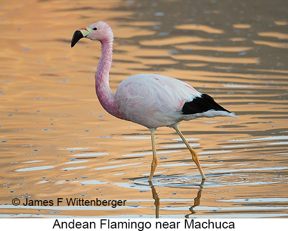 Andean Flamingo - © James F Wittenberger and Exotic Birding LLC