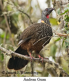 Andean Guan - © James F Wittenberger and Exotic Birding LLC