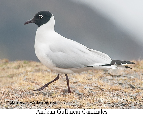 Andean Gull - © James F Wittenberger and Exotic Birding LLC