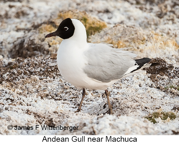 Andean Gull - © James F Wittenberger and Exotic Birding LLC