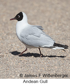 Andean Gull - © James F Wittenberger and Exotic Birding LLC