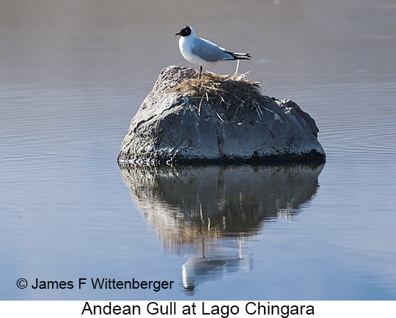 Andean Gull - © James F Wittenberger and Exotic Birding LLC