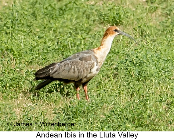 Andean Ibis - © James F Wittenberger and Exotic Birding LLC