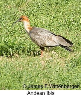 Andean Ibis - © James F Wittenberger and Exotic Birding LLC