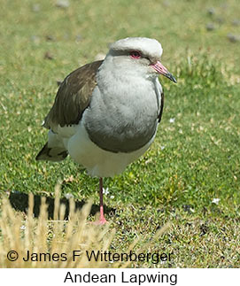 Andean Lapwing - © James F Wittenberger and Exotic Birding LLC