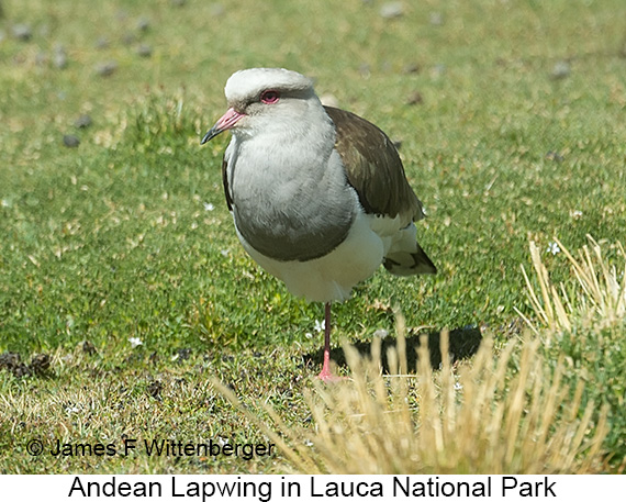 Andean Lapwing - © James F Wittenberger and Exotic Birding LLC