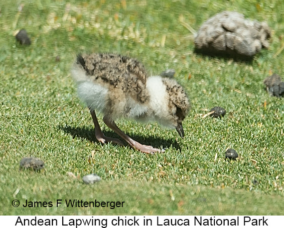 Andean Lapwing - © James F Wittenberger and Exotic Birding LLC