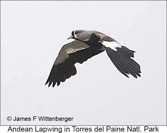 Andean Lapwing - © James F Wittenberger and Exotic Birding LLC