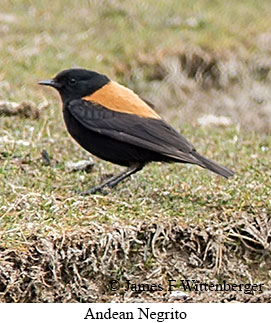 Andean Negrito - © James F Wittenberger and Exotic Birding LLC