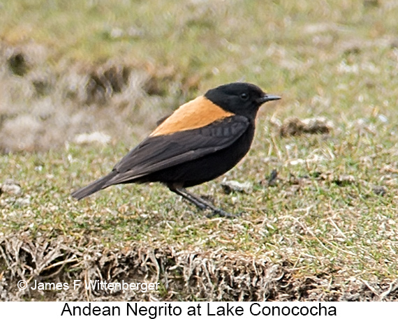 Andean Negrito - © James F Wittenberger and Exotic Birding LLC
