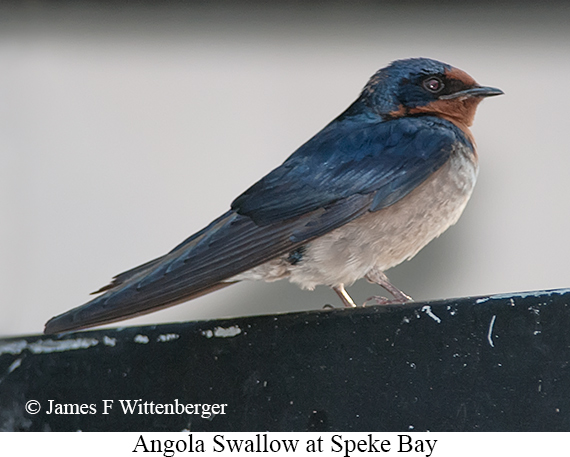 Angola Swallow - © James F Wittenberger and Exotic Birding LLC