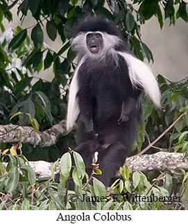 Angolan Colobus - © James F Wittenberger and Exotic Birding LLC