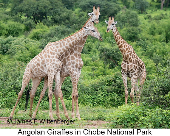 Angolan Giraffe - © James F Wittenberger and Exotic Birding LLC