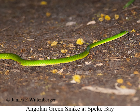 Angolan-green Snake - © James F Wittenberger and Exotic Birding LLC