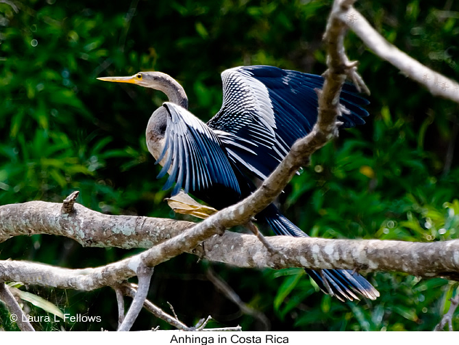 Anhinga - &copy; Laura L Fellows and Exotic Birding Tours