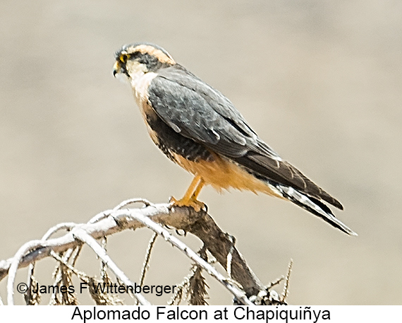 Aplomado Falcon - © James F Wittenberger and Exotic Birding LLC