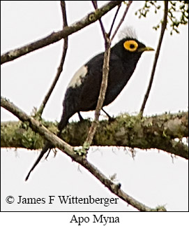 Apo Myna - © James F Wittenberger and Exotic Birding LLC