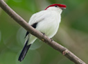 Araripe Manakin - © James F Wittenberger and Exotic Birding LLC