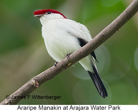 Araripe Manakin - © James F Wittenberger and Exotic Birding LLC