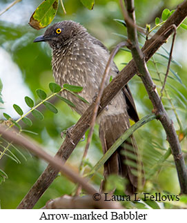 Arrow-marked Babbler - © Laura L Fellows and Exotic Birding LLC