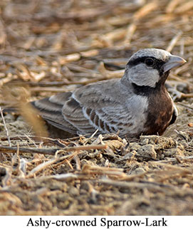 Ashy-crowned Sparrow-Lark - courtesy Leio De Souza