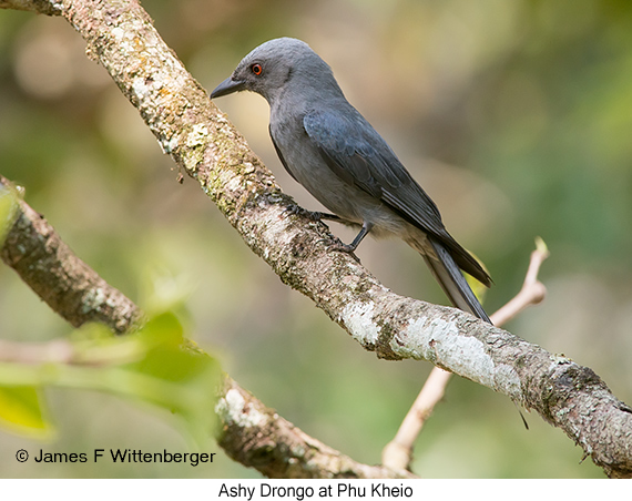 Ashy Drongo - © James F Wittenberger and Exotic Birding LLC