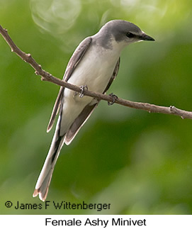 Ashy Minivet - © James F Wittenberger and Exotic Birding LLC