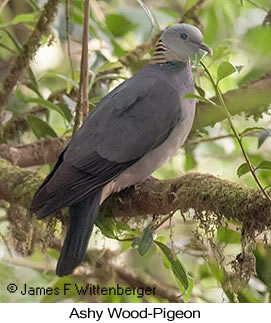 Ashy Wood-Pigeon - © James F Wittenberger and Exotic Birding LLC