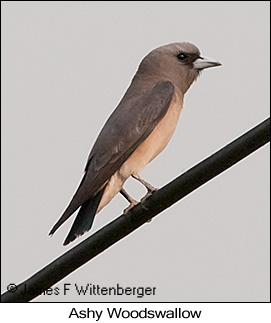 Ashy Woodswallow - © James F Wittenberger and Exotic Birding LLC