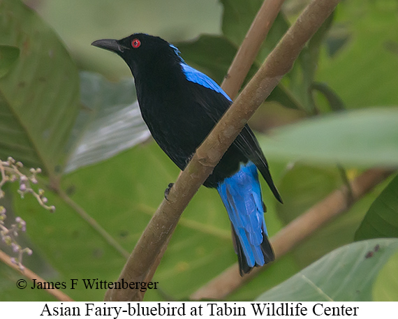 Asian Fairy-bluebird - © James F Wittenberger and Exotic Birding LLC