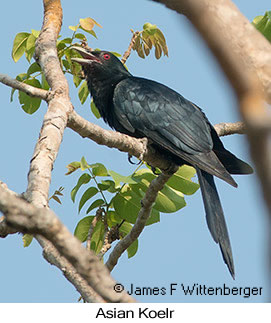 Asian Koel - © James F Wittenberger and Exotic Birding LLC