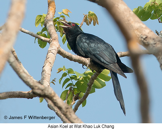Asian Koel - © James F Wittenberger and Exotic Birding LLC