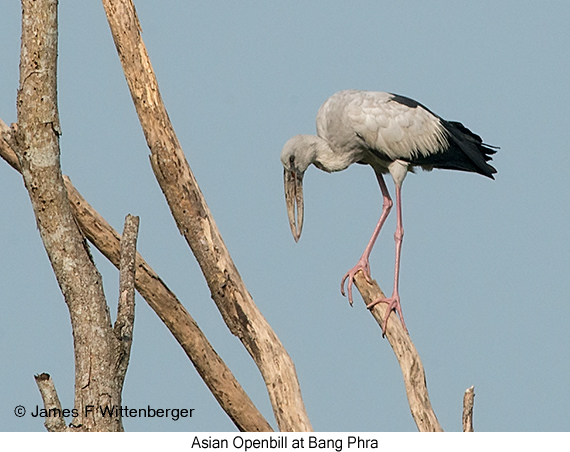Asian Openbill - © James F Wittenberger and Exotic Birding LLC