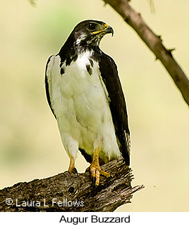 Augur Buzzard - © Laura L Fellows and Exotic Birding LLC